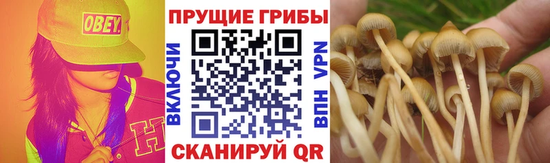 кракен зеркало  Батайск  Галлюциногенные грибы мицелий 